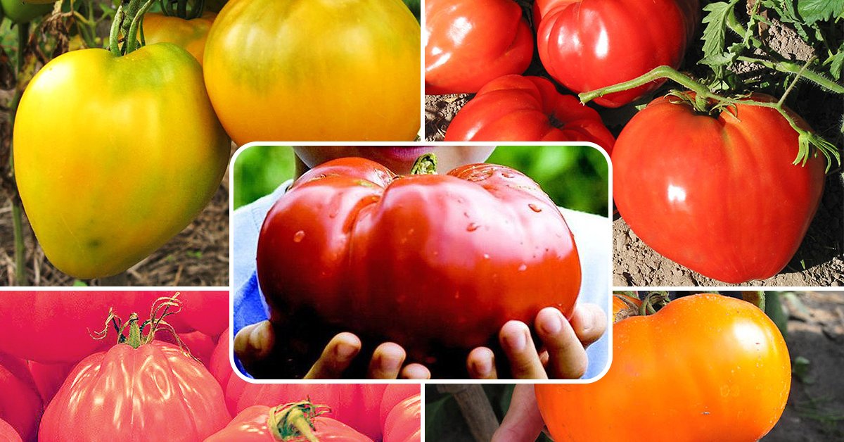 Томат Гигант: характеристика и описание сорта, отзывы тех кто сажал и ухаживал за помидорами об их урожайности, фото семян Аэлита